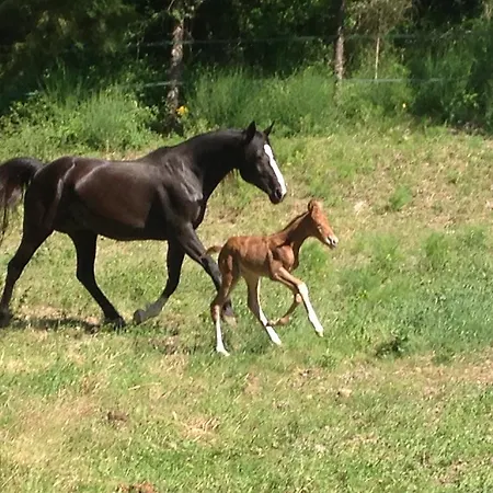 Le Sorgenti * Pieve San Nicolo
