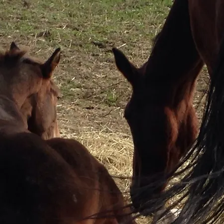 Le Sorgenti Alloggio per agriturismo *